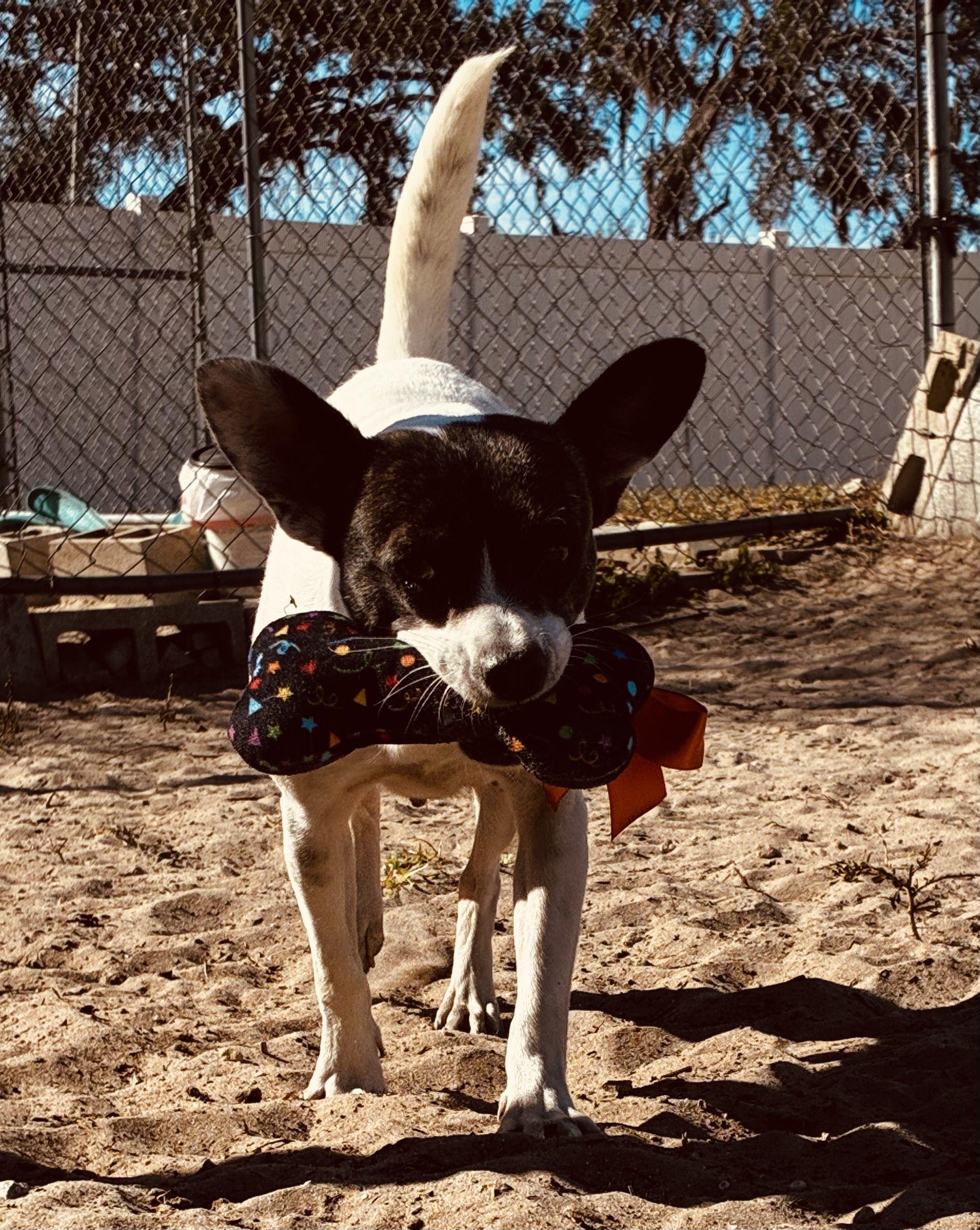 Bean, an adopted mixed breed in New Port Richey, FL image 3/6
