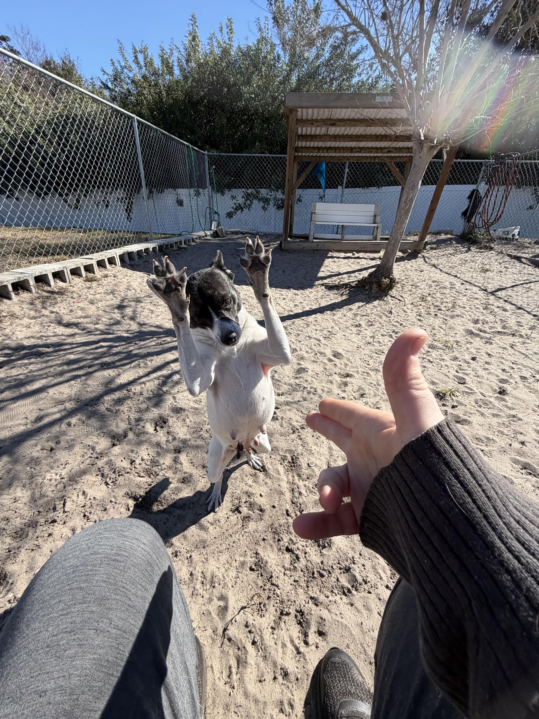 Bean, an adopted mixed breed in New Port Richey, FL image 2/6