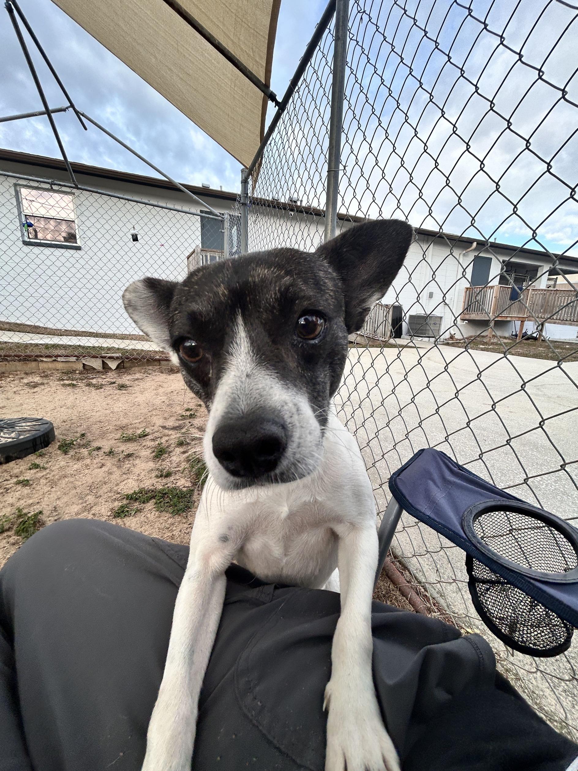 Bean, adopted, Adult Female Mixed Breed.