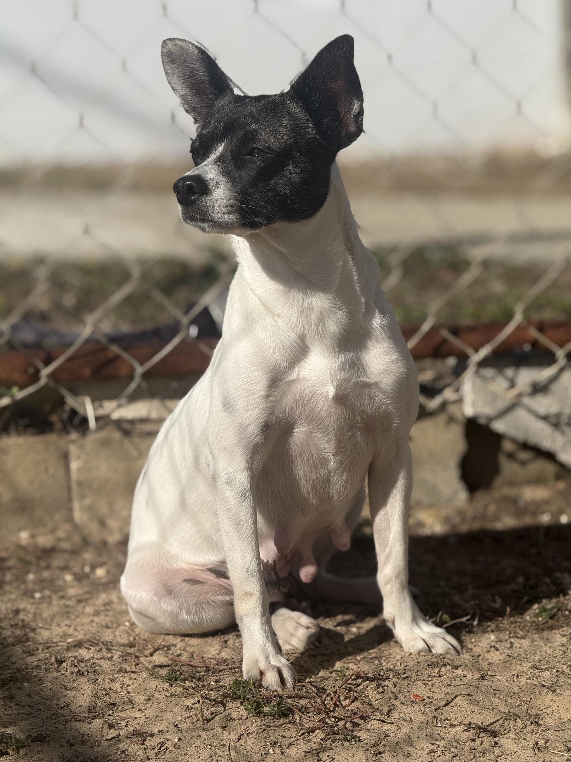 Bean, an adopted mixed breed in New Port Richey, FL image 5/6