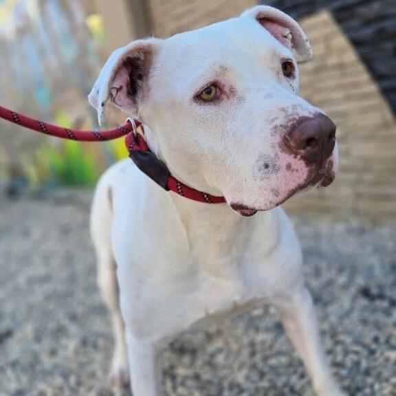 Enlarge Tank, a Adoptable Pit Bull Terrier in Turlock, CA image 1/6