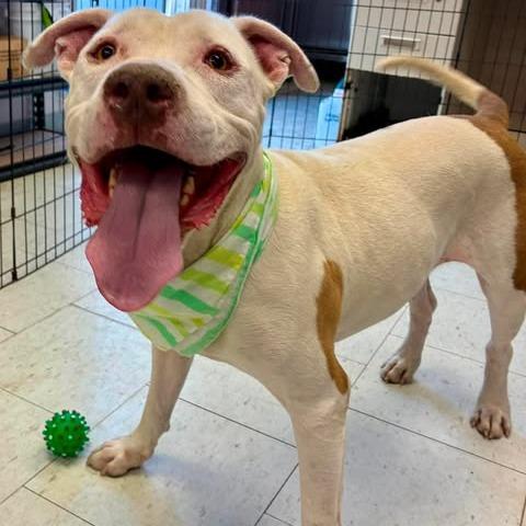 Enlarge Tank, a Adoptable Pit Bull Terrier in Turlock, CA image 2/6