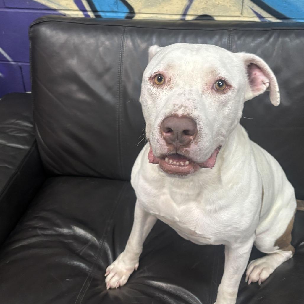 Enlarge Tank, a Adoptable Pit Bull Terrier in Turlock, CA image 3/6