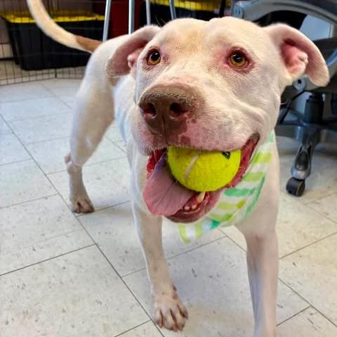 Enlarge Tank, a Adoptable Pit Bull Terrier in Turlock, CA image 4/6