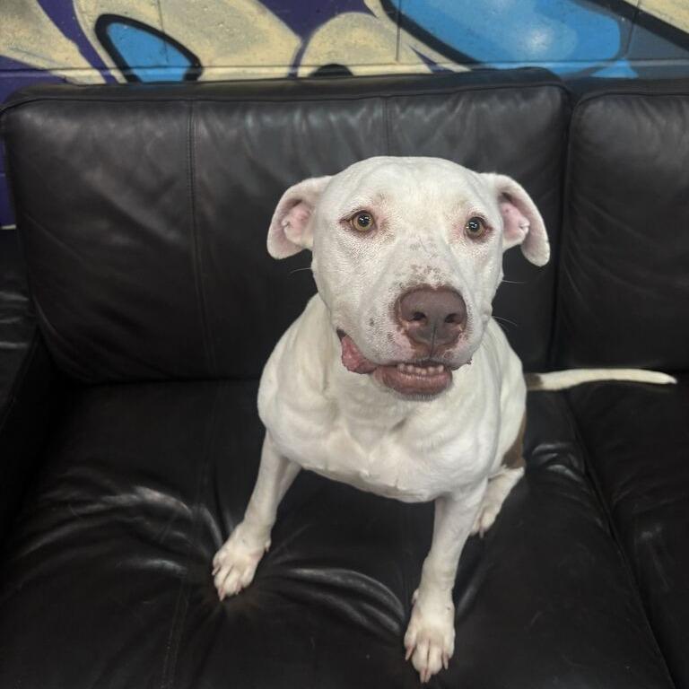Enlarge Tank, a Adoptable Pit Bull Terrier in Turlock, CA image 5/6