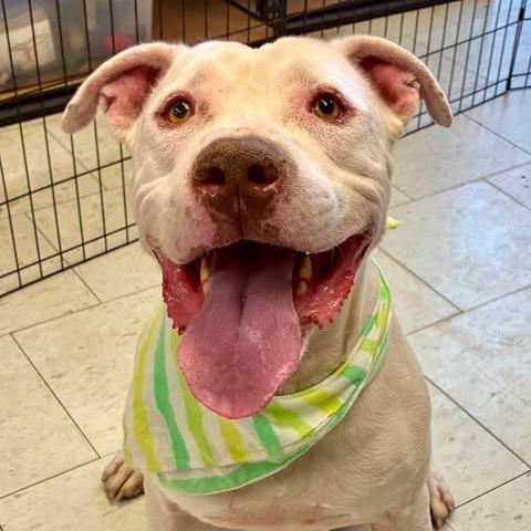Enlarge Tank, a Adoptable Pit Bull Terrier in Turlock, CA image 6/6