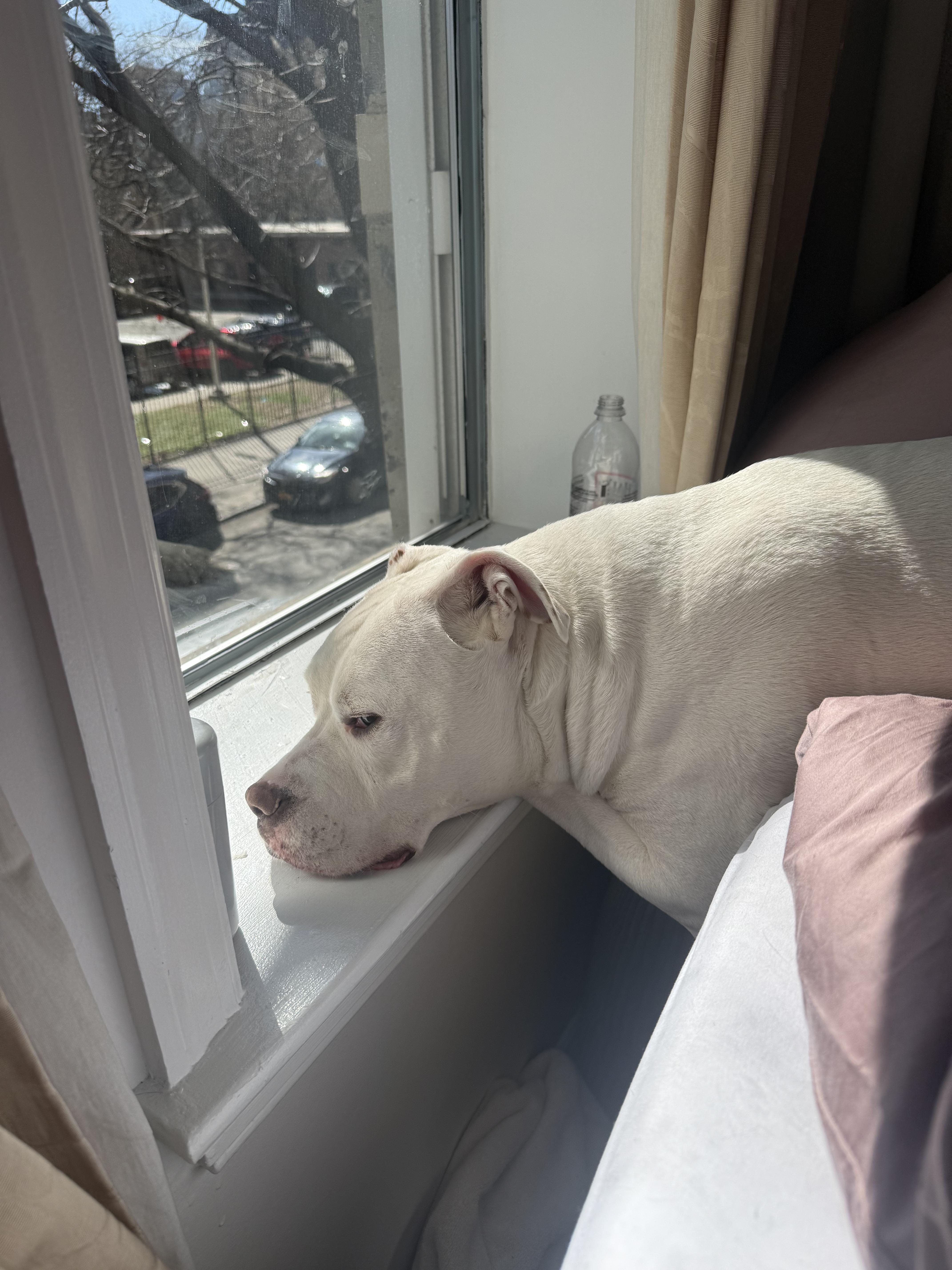 Enlarge Memo, a Adoptable mixed breed in New Paltz, NY image 3/6