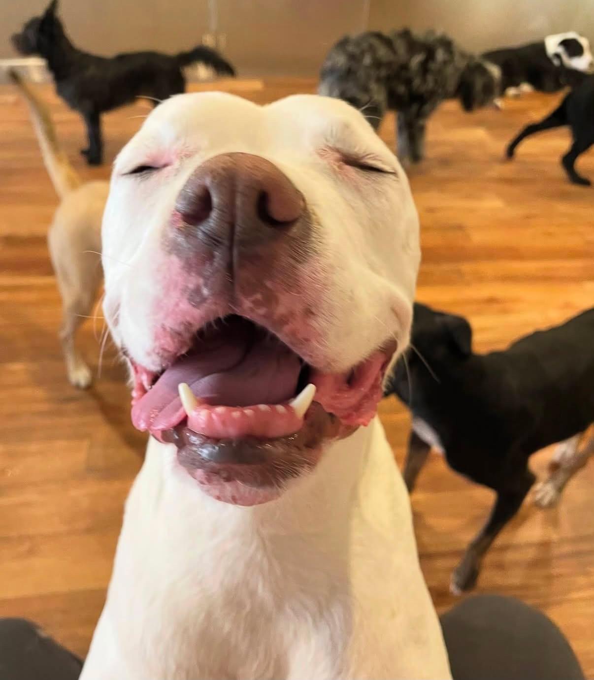 Enlarge Memo, a Adoptable mixed breed in New Paltz, NY image 2/6