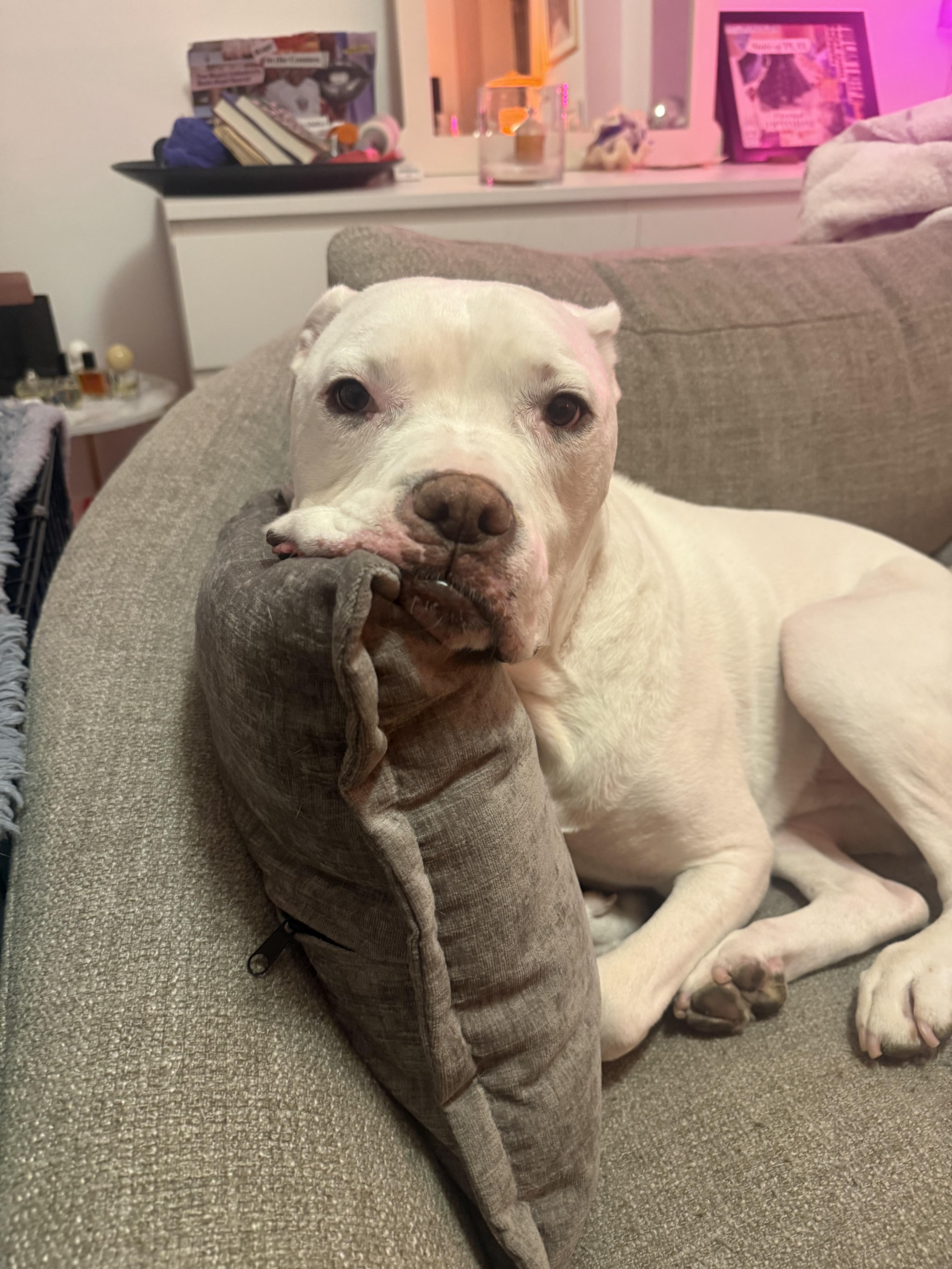 Memo, Adoptable, Adult Male Pit Bull Terrier & Boxer.