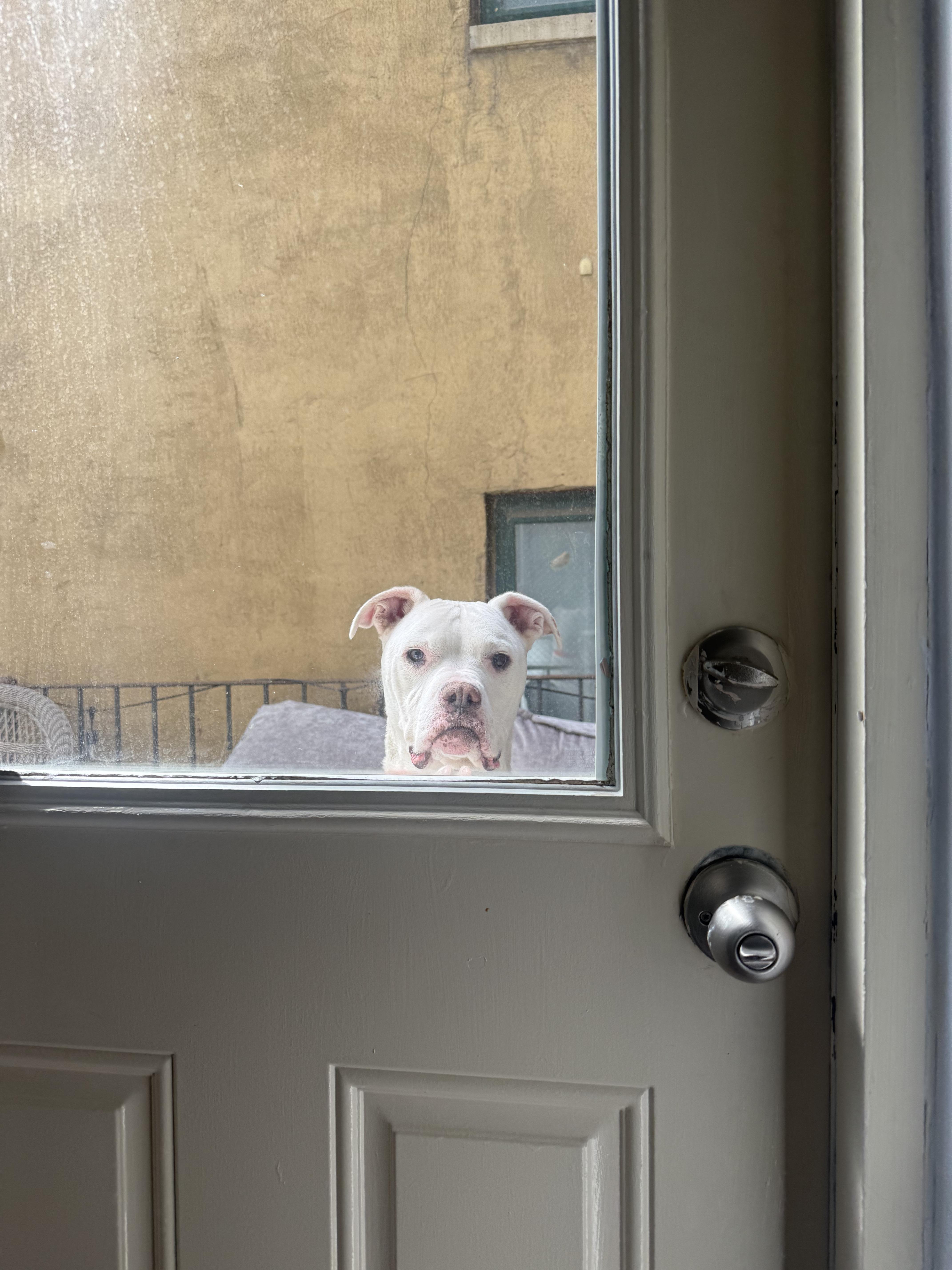 Enlarge Memo, a Adoptable mixed breed in New Paltz, NY image 5/6