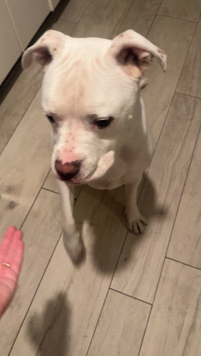 Enlarge Memo, a Adoptable mixed breed in New Paltz, NY video 6/6