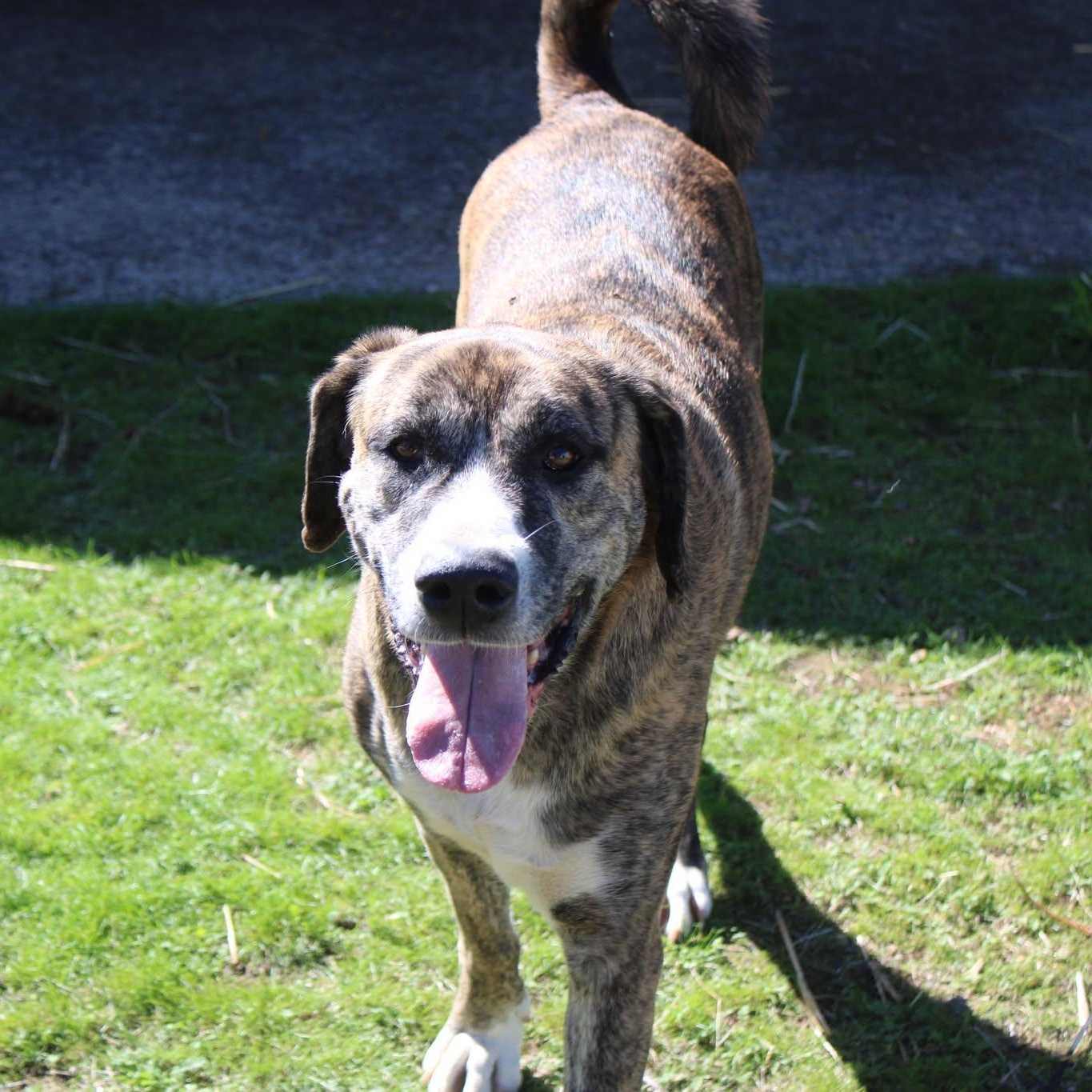 Enlarge Princess, a ADOPTABLE mixed breed in Weaverville, CA image 3/4