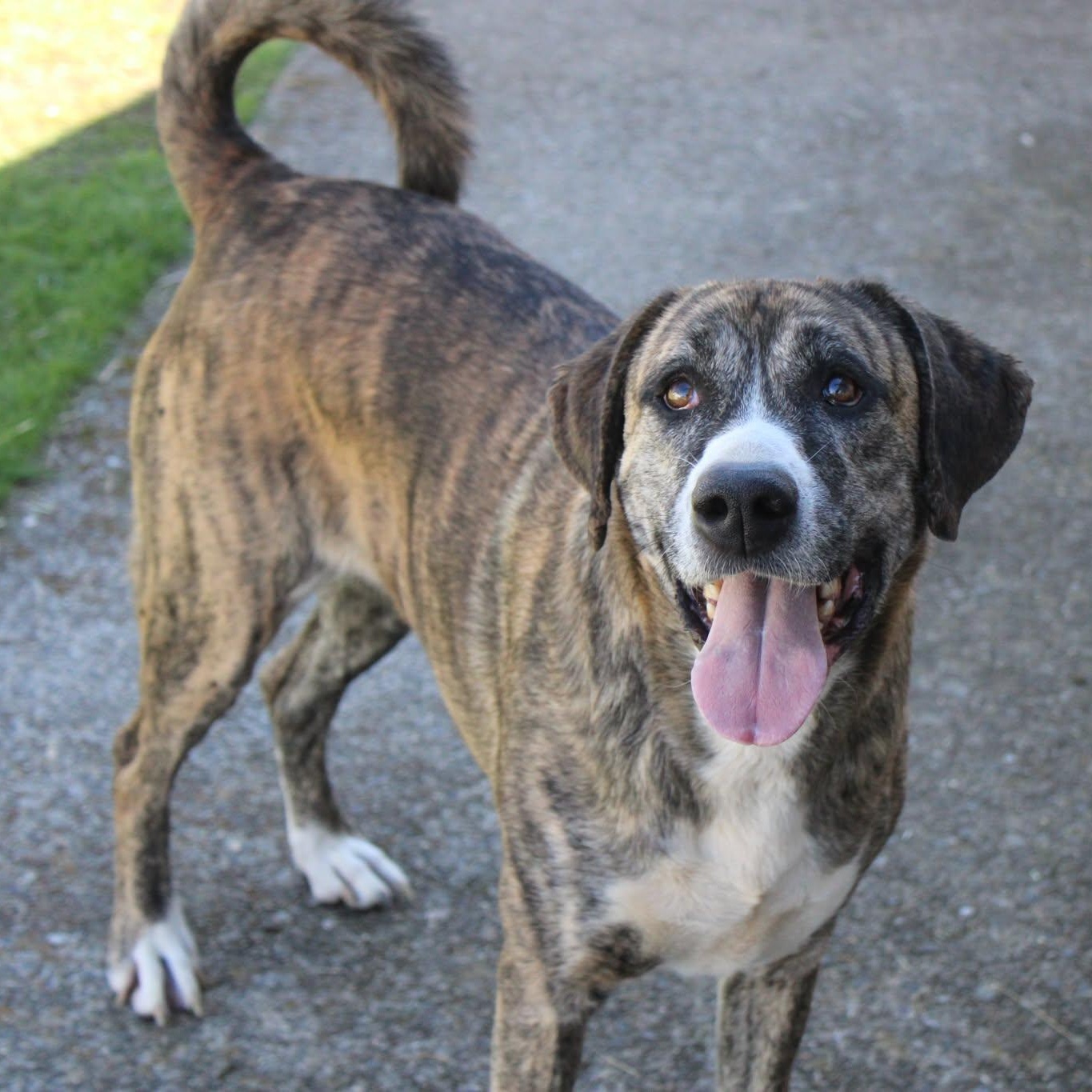 Princess, ADOPTABLE, Adult Female Great Pyrenees & Boxer.