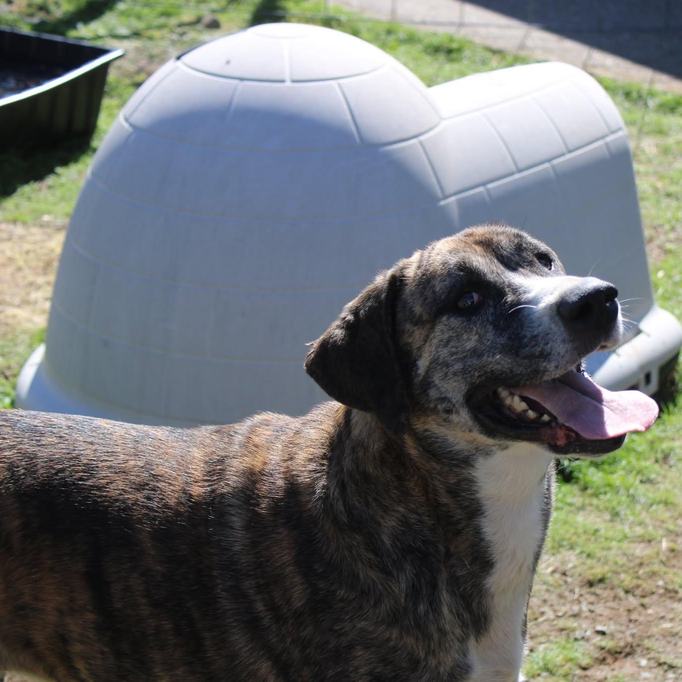 Enlarge Princess, a ADOPTABLE mixed breed in Weaverville, CA image 4/4