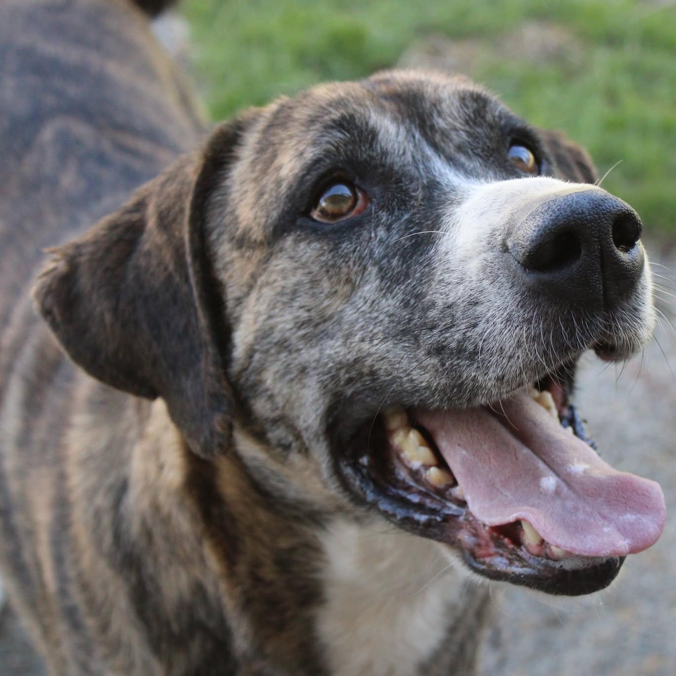 Enlarge Princess, a ADOPTABLE mixed breed in Weaverville, CA image 2/4