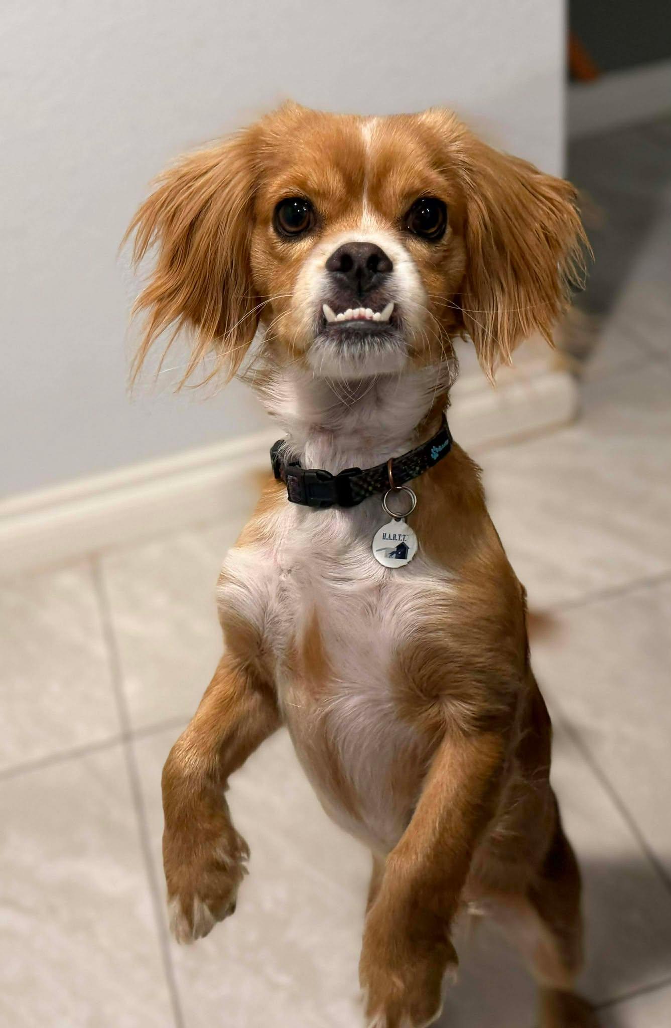 Enlarge Cedar, an adopted Cavalier King Charles Spaniel in Phoenix, AZ image 1/6