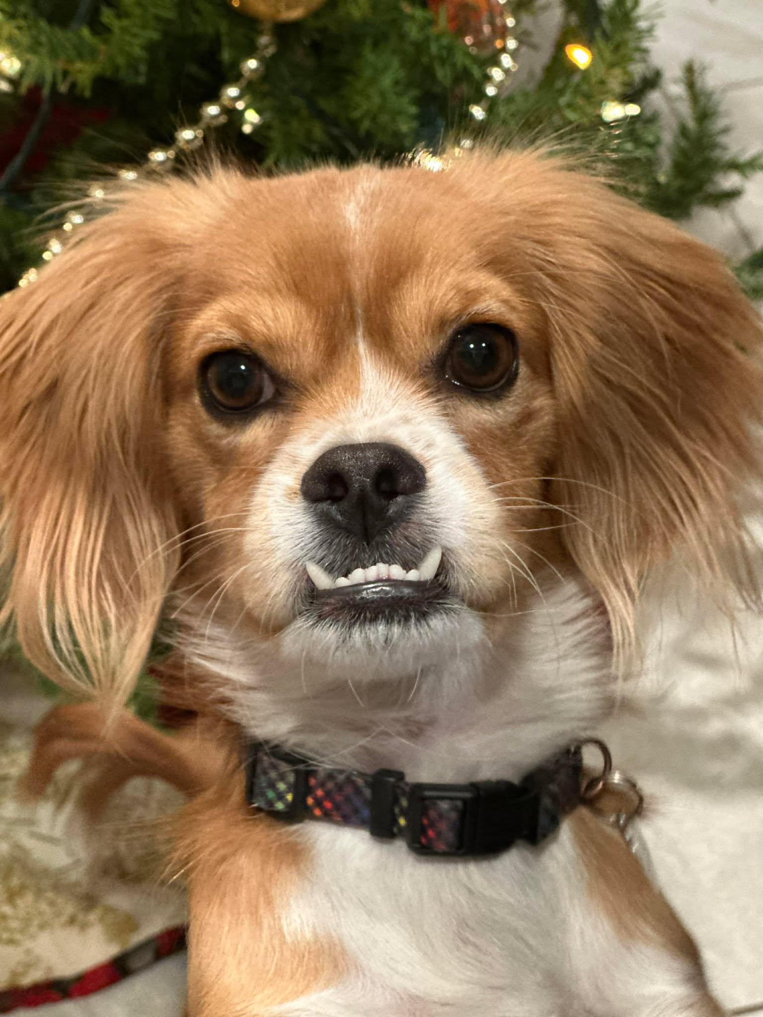 Enlarge Cedar, a Adoptable Cavalier King Charles Spaniel in Phoenix, AZ image 1/6