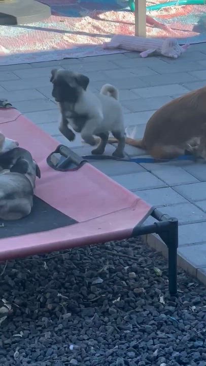 Enlarge Cedar, a Adoptable Cavalier King Charles Spaniel in Phoenix, AZ video 4/6