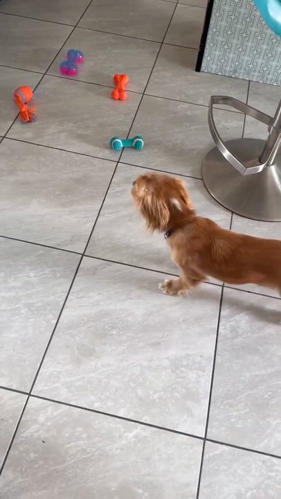 Enlarge Cedar, an adopted Cavalier King Charles Spaniel in Phoenix, AZ video 5/6
