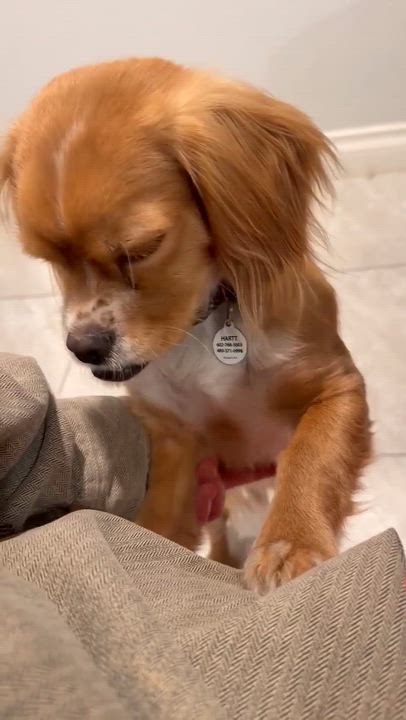 Enlarge Cedar, an adopted Cavalier King Charles Spaniel in Phoenix, AZ video 6/6