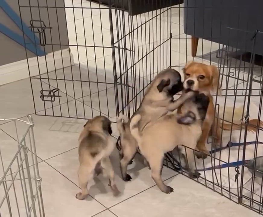 Enlarge Cedar, a Adoptable Cavalier King Charles Spaniel in Phoenix, AZ video 5/6