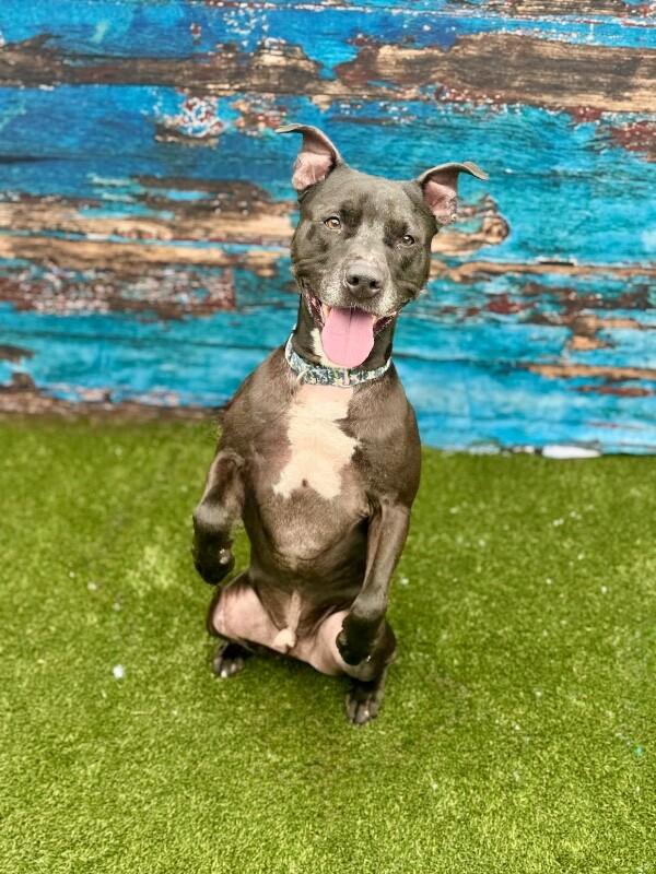 Rocket, Adoptable, Adult Male Mixed Breed.