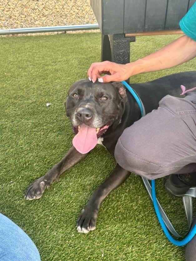 Enlarge Rocket, a Adoptable Mixed Breed in Miamitown, OH image 4/4