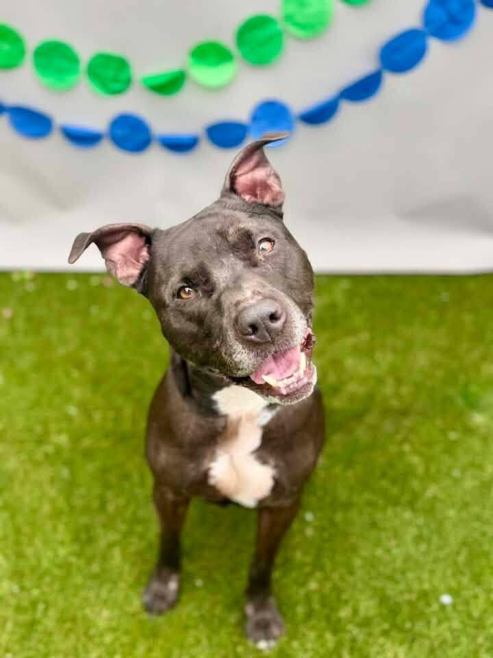 Enlarge Rocket, a Adoptable Mixed Breed in Miamitown, OH image 3/4