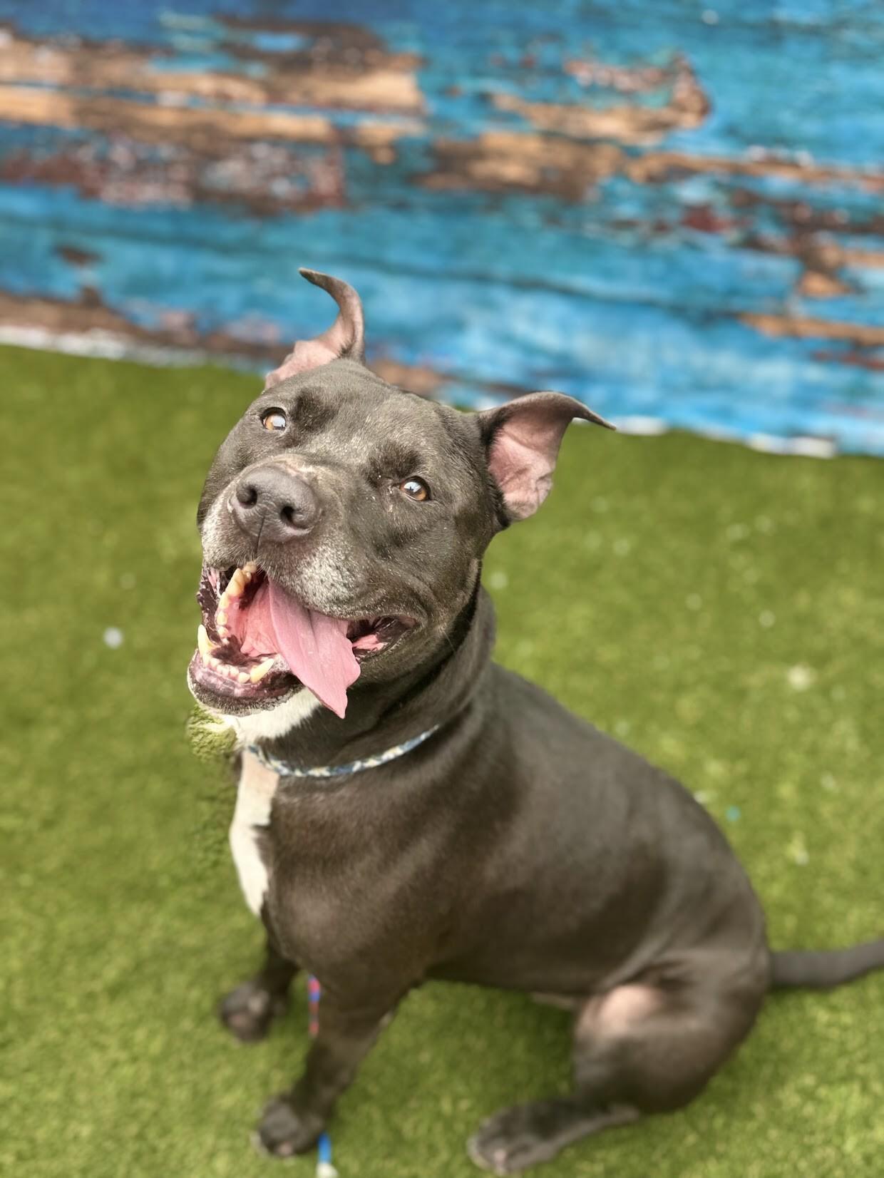 Enlarge Rocket, a Adoptable Mixed Breed in Miamitown, OH image 2/4