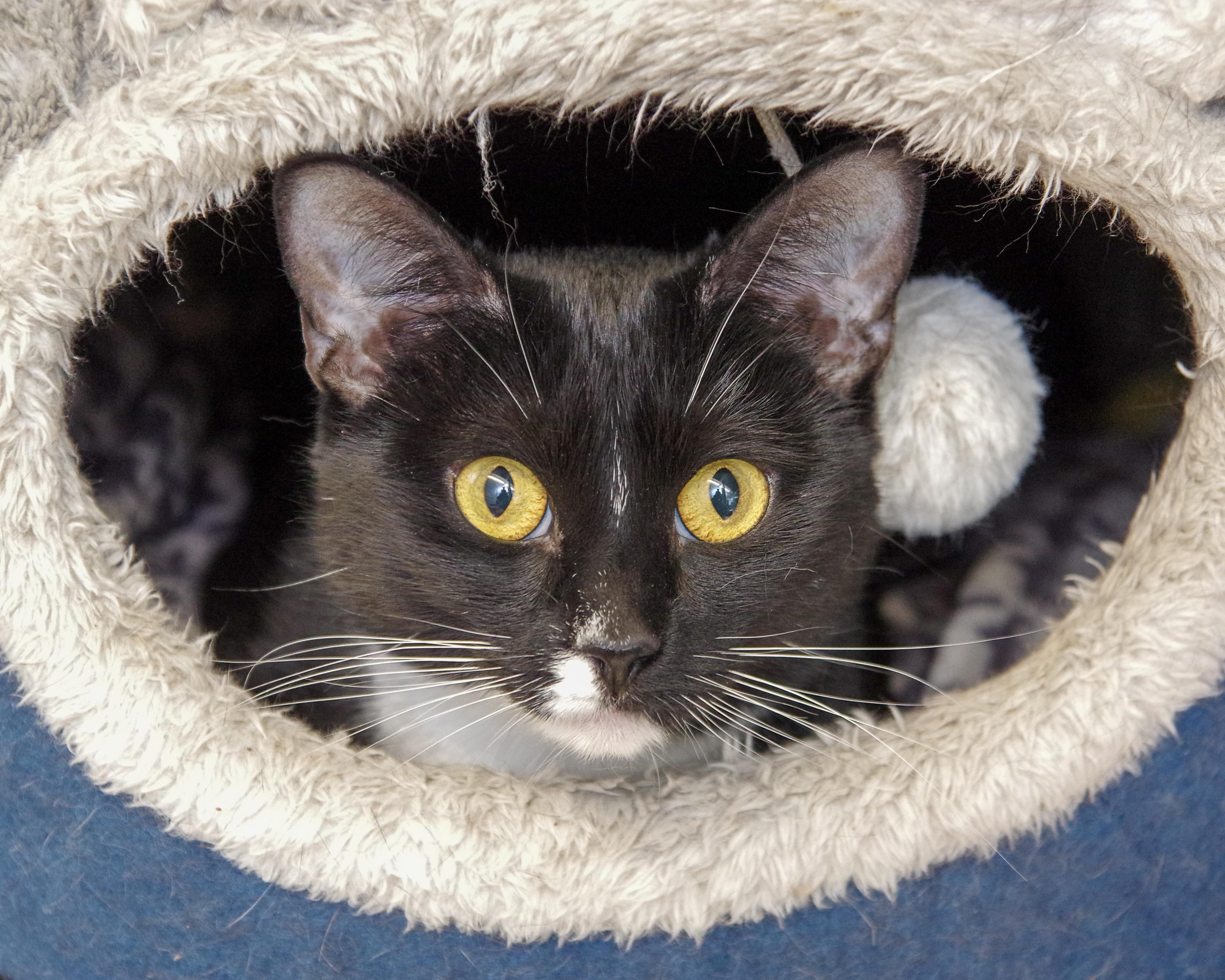 Pennie, a Adoptable Domestic Medium Hair in Scituate, MA image 3/5