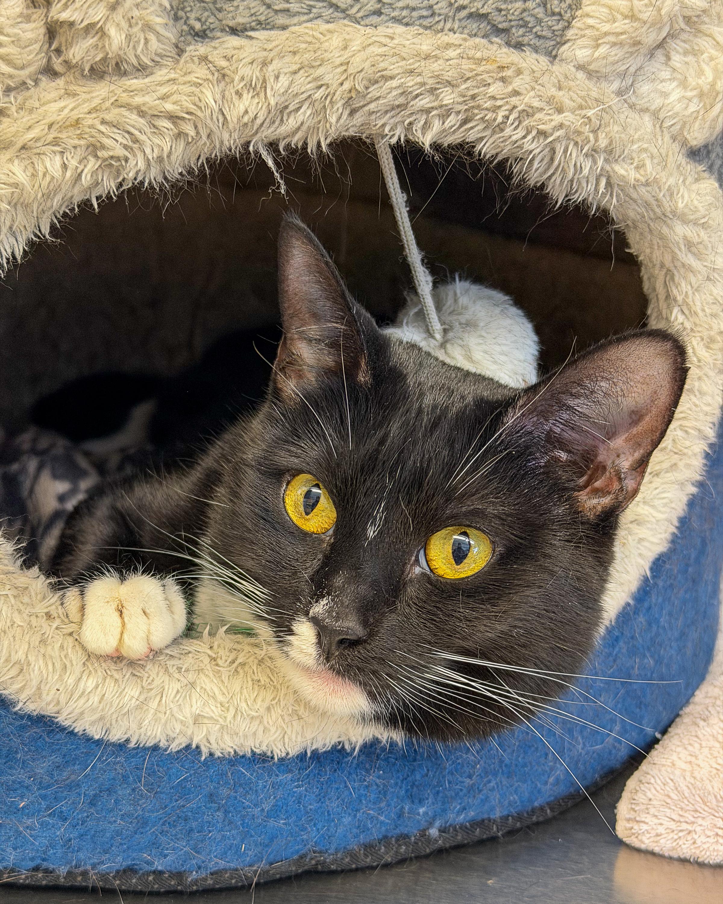 Pennie, a Adoptable Domestic Medium Hair in Scituate, MA image 2/5