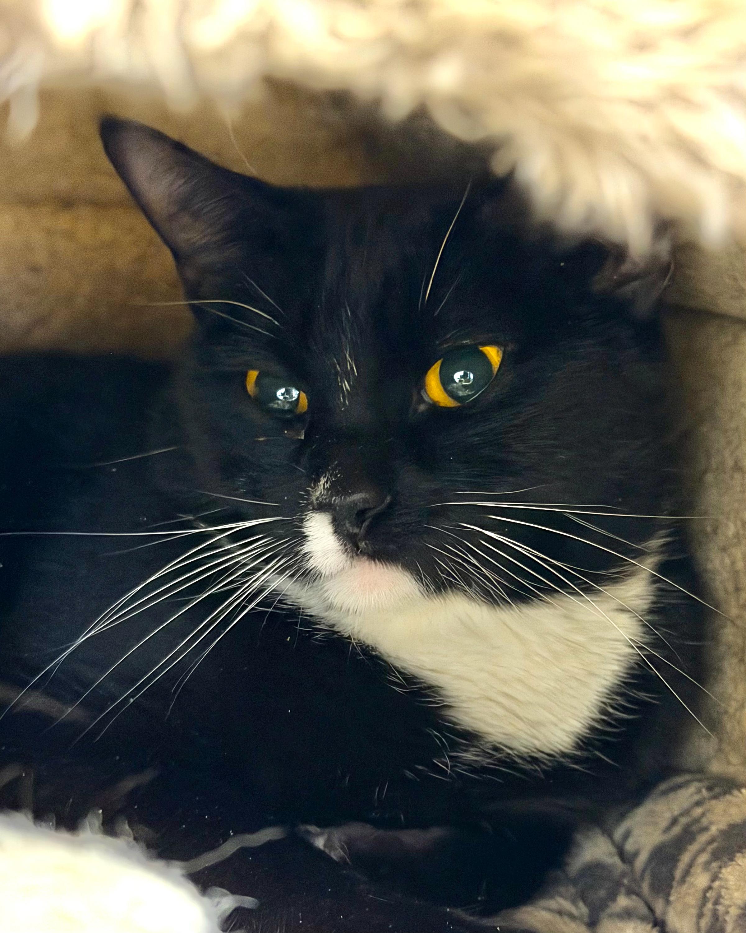 Pennie, Adoptable, Young Female Domestic Medium Hair.