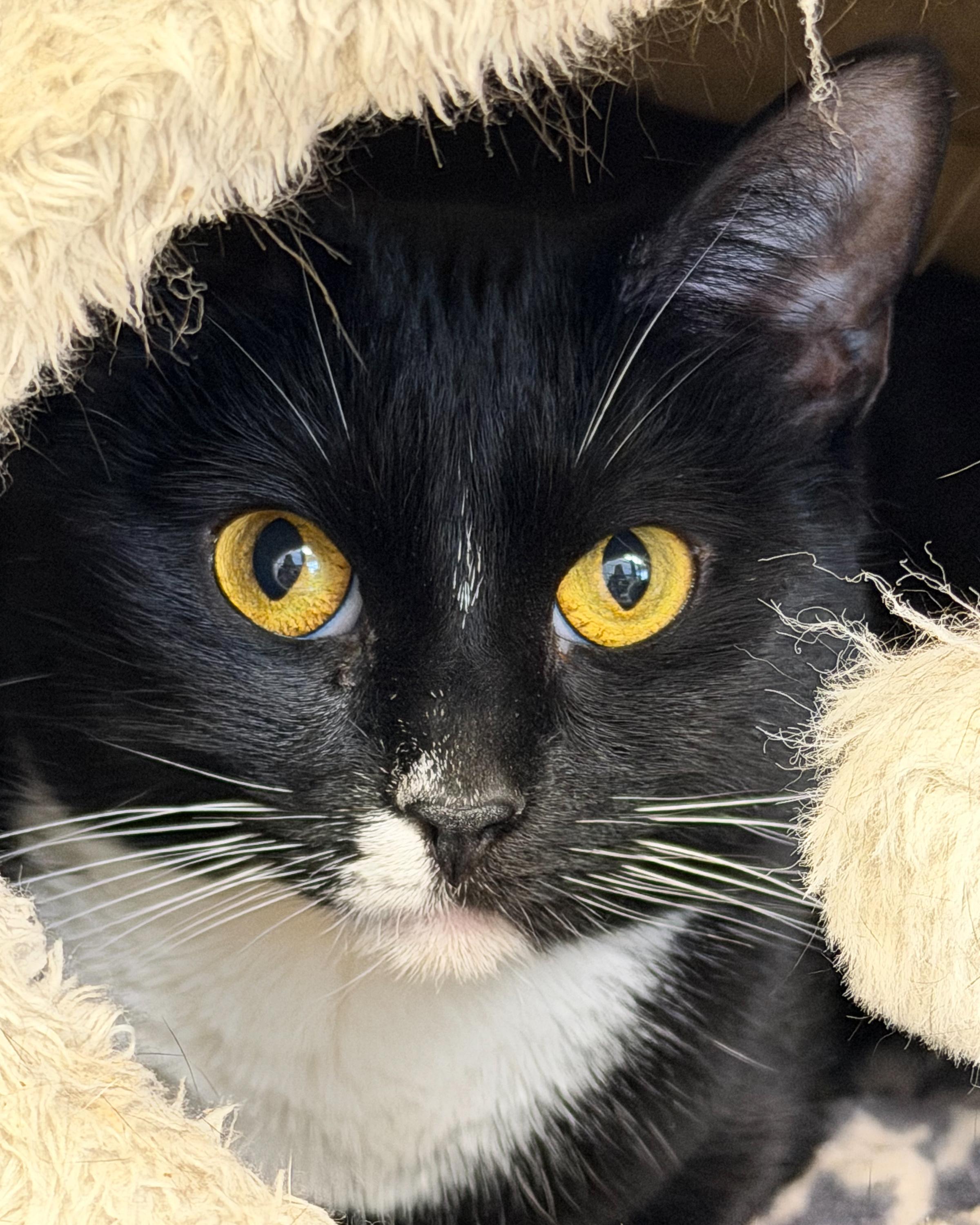 Pennie, a Adoptable Domestic Medium Hair in Scituate, MA image 1/5