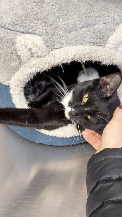 Enlarge Pennie, a Adoptable Domestic Medium Hair in Scituate, MA video 4/5