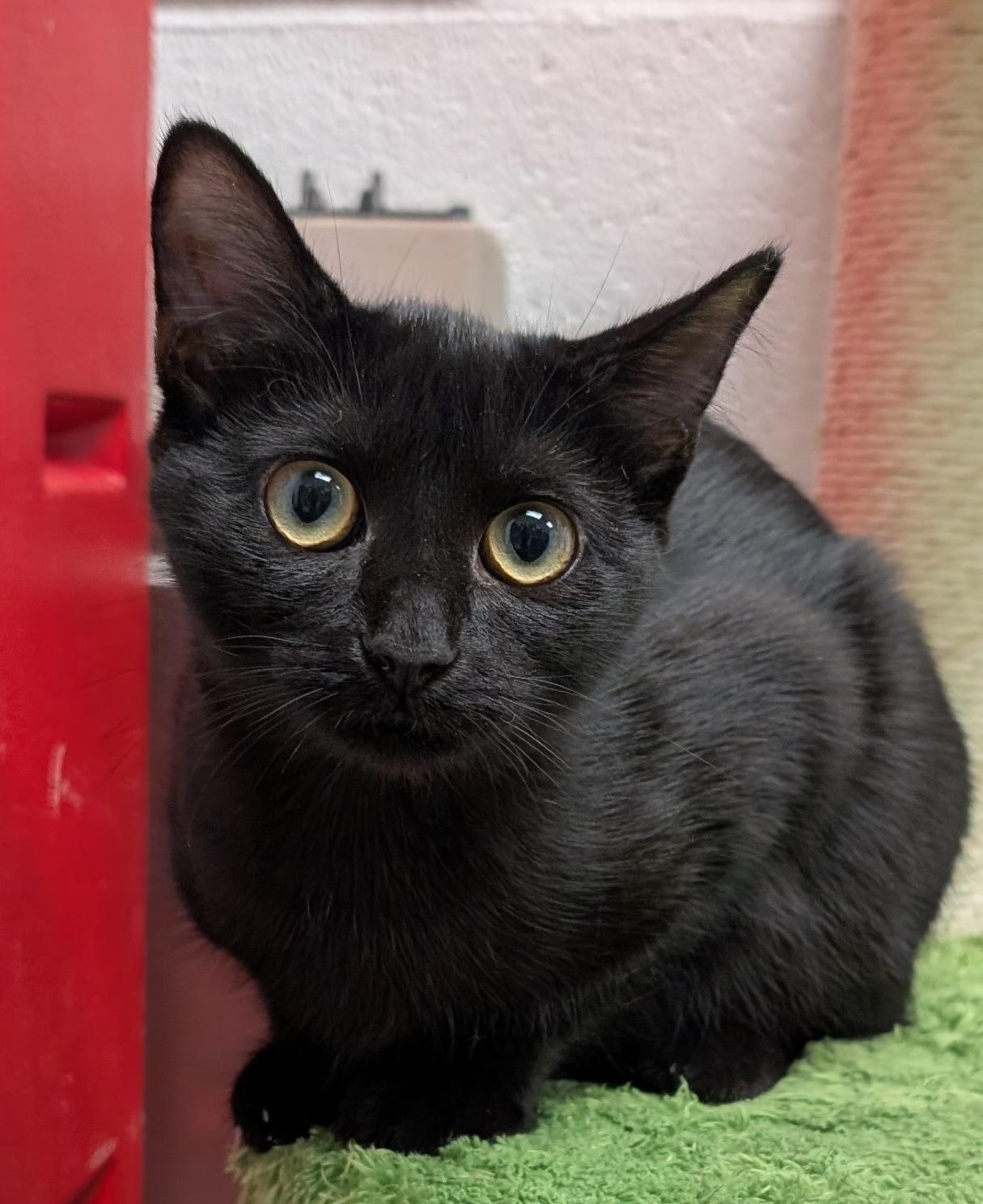 Enlarge Phoebe, a Adoptable Domestic Short Hair in Smithfield, NC image 2/6