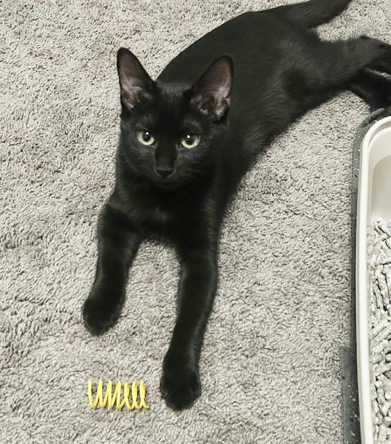 Enlarge Phoebe, a Adoptable Domestic Short Hair in Smithfield, NC image 3/6