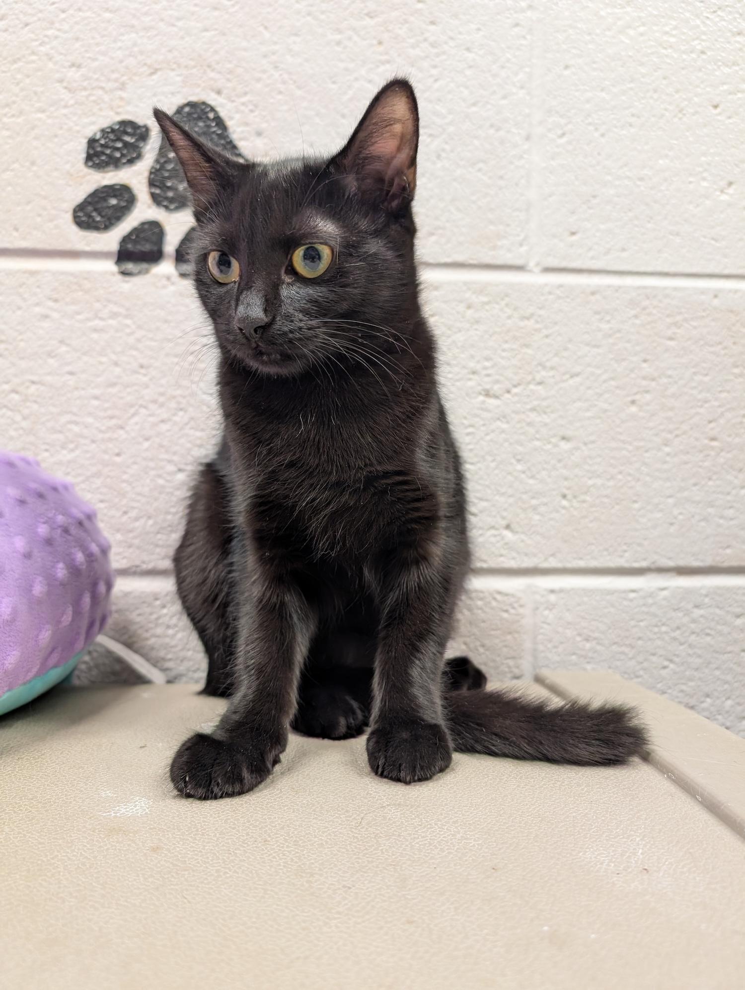 Enlarge Phoebe, a Adoptable Domestic Short Hair in Smithfield, NC image 4/6