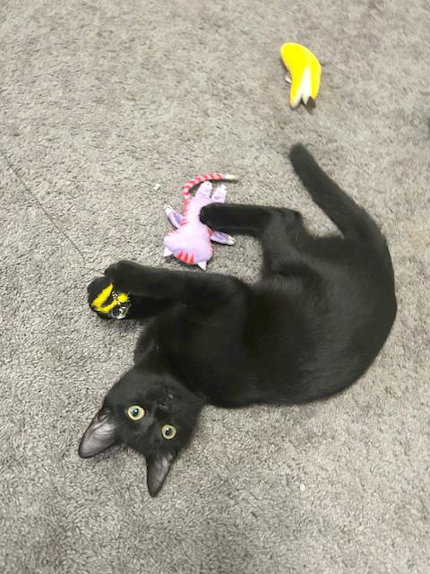 Enlarge Phoebe, a Adoptable Domestic Short Hair in Smithfield, NC image 5/6