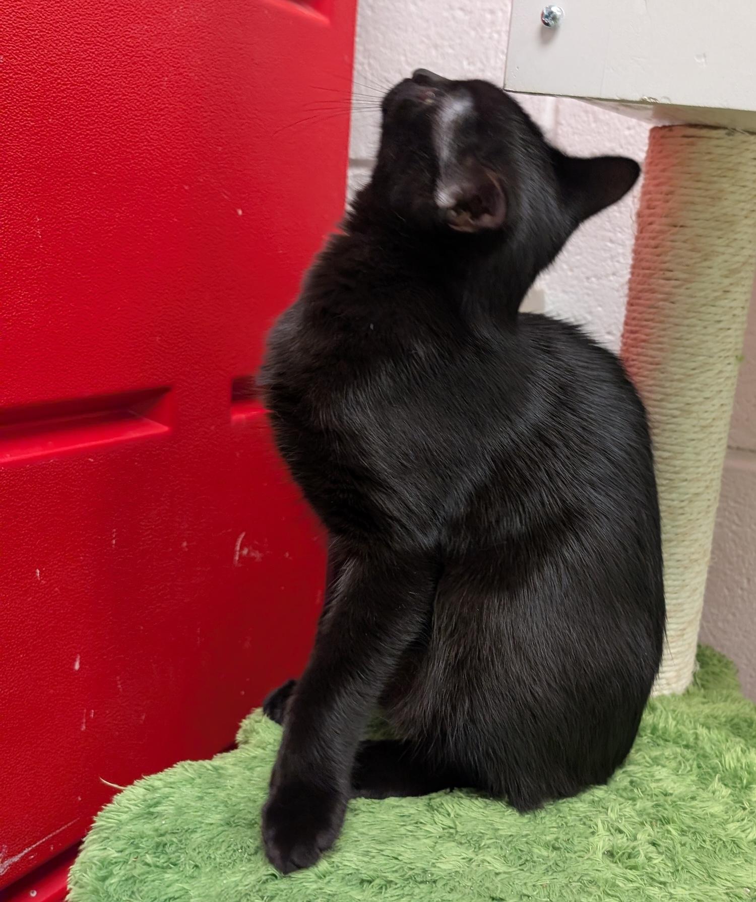 Enlarge Phoebe, a Adoptable Domestic Short Hair in Smithfield, NC image 6/6