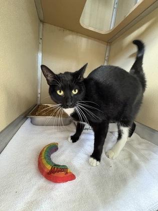 Enlarge Lola, a Adoptable Domestic Short Hair in Honolulu, HI image 1/1