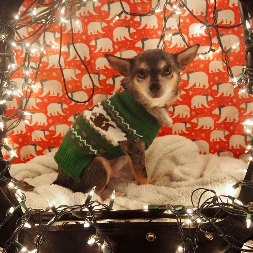 Enlarge Bandit, a Adoptable Chihuahua in Mocksville, NC image 1/4