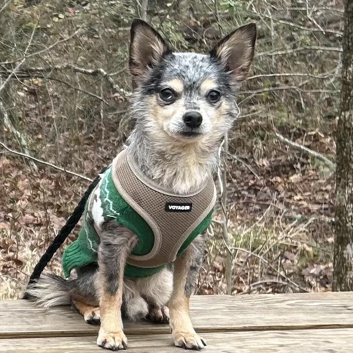Enlarge Bandit, a Adoptable Chihuahua in Mocksville, NC image 2/4