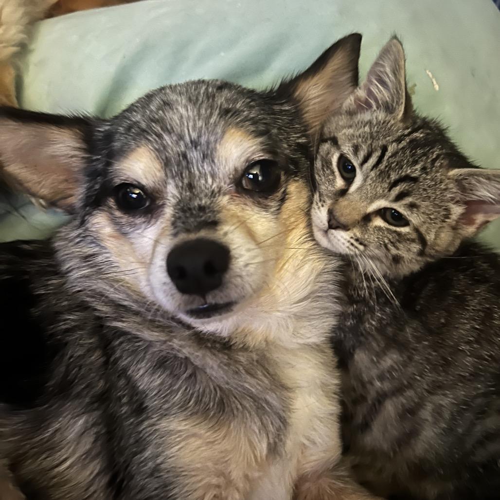 Enlarge Bandit, a Adoptable Chihuahua in Mocksville, NC image 3/4