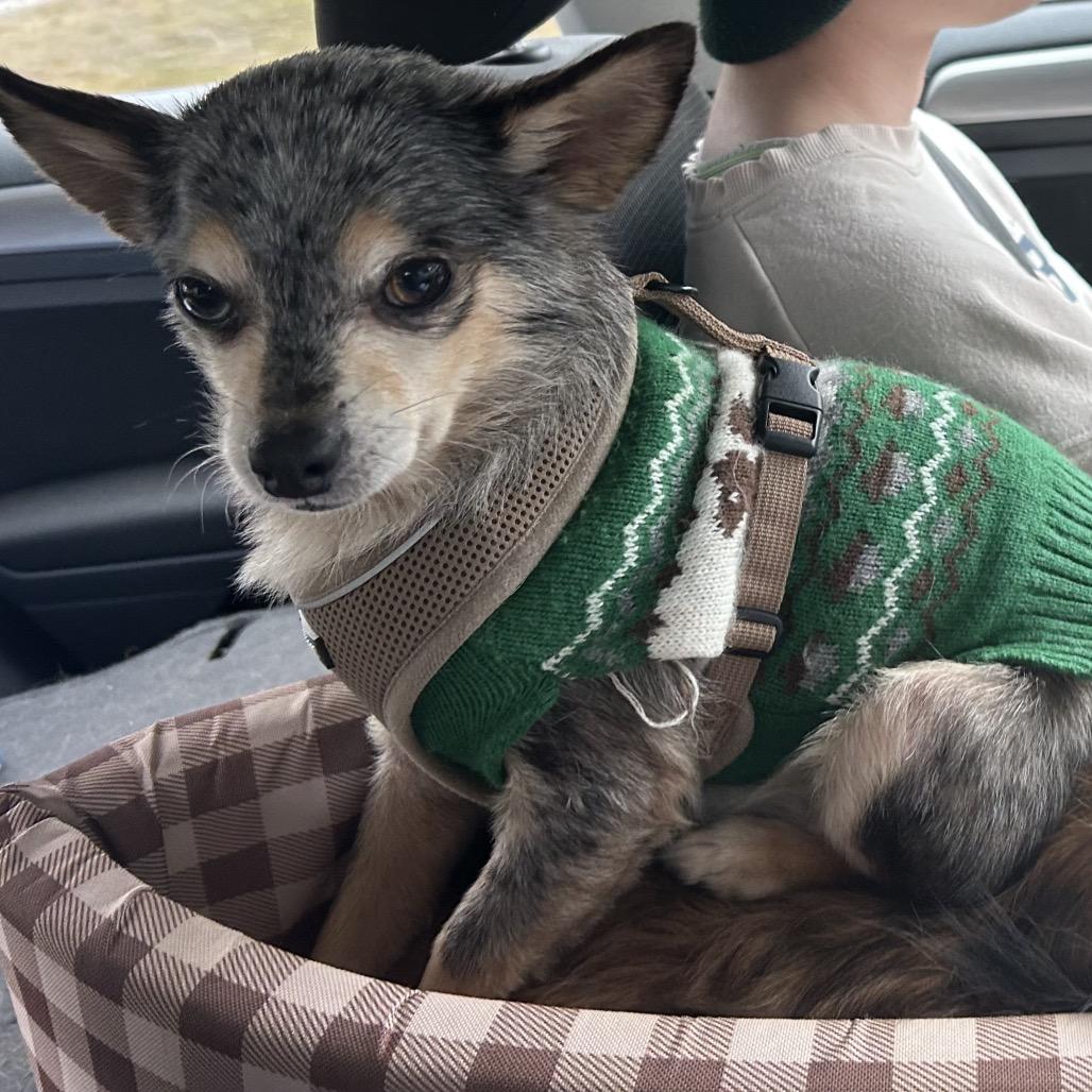 Enlarge Bandit, a Adoptable Chihuahua in Mocksville, NC image 4/4