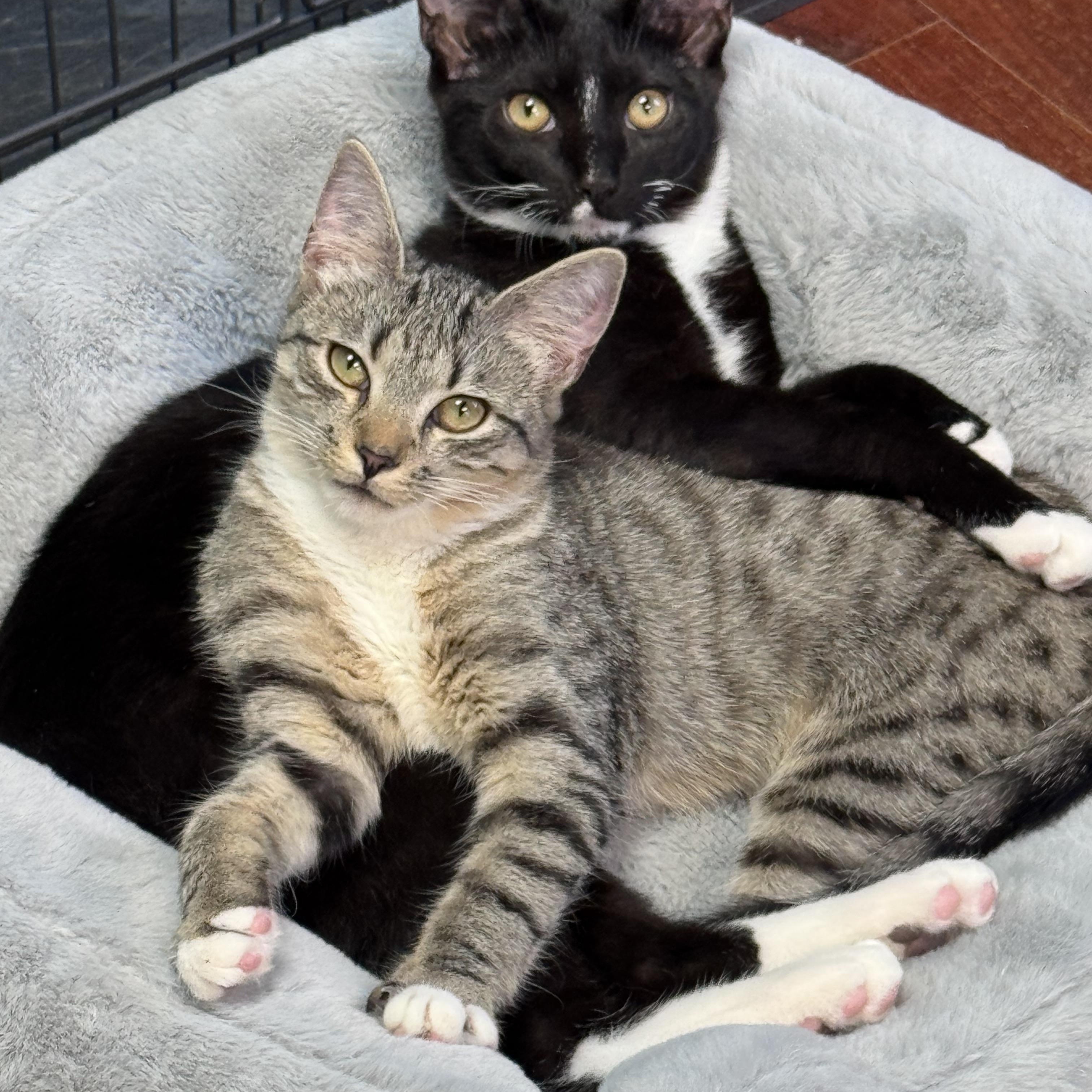 Sally & Mater Brother & Sister Bonded Pair, ADOPTABLE, Young Male Domestic Short Hair.