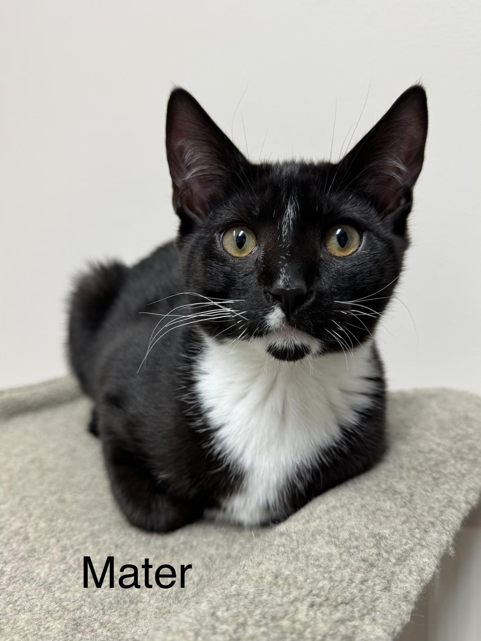 Enlarge Sally & Mater Kittens Brother & Sister Bonded Pair, a ADOPTABLE Domestic Short Hair in Monroe, NC image 3/5