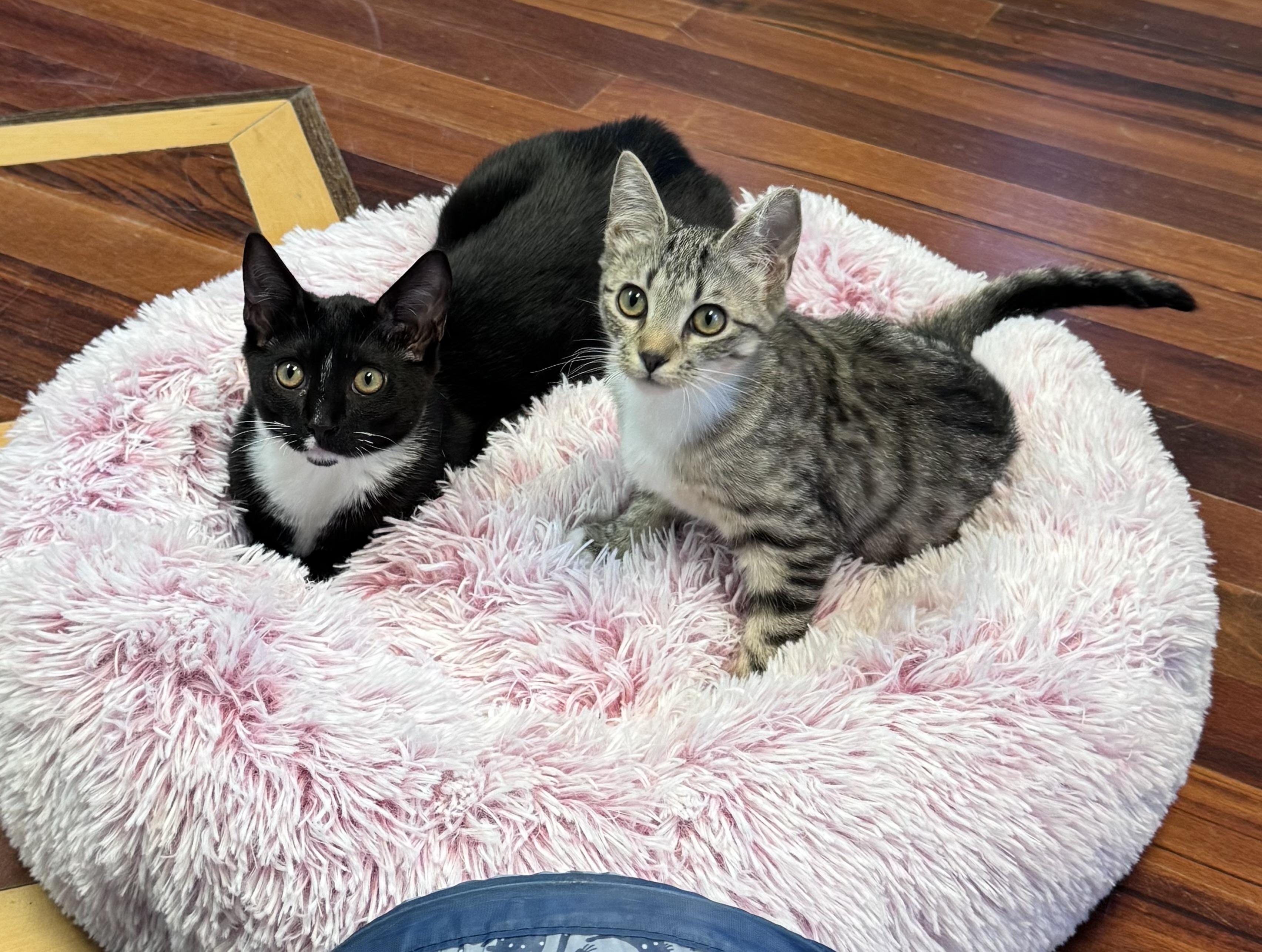Enlarge Sally & Mater Kittens Brother & Sister Bonded Pair, a ADOPTABLE Domestic Short Hair in Monroe, NC image 4/5