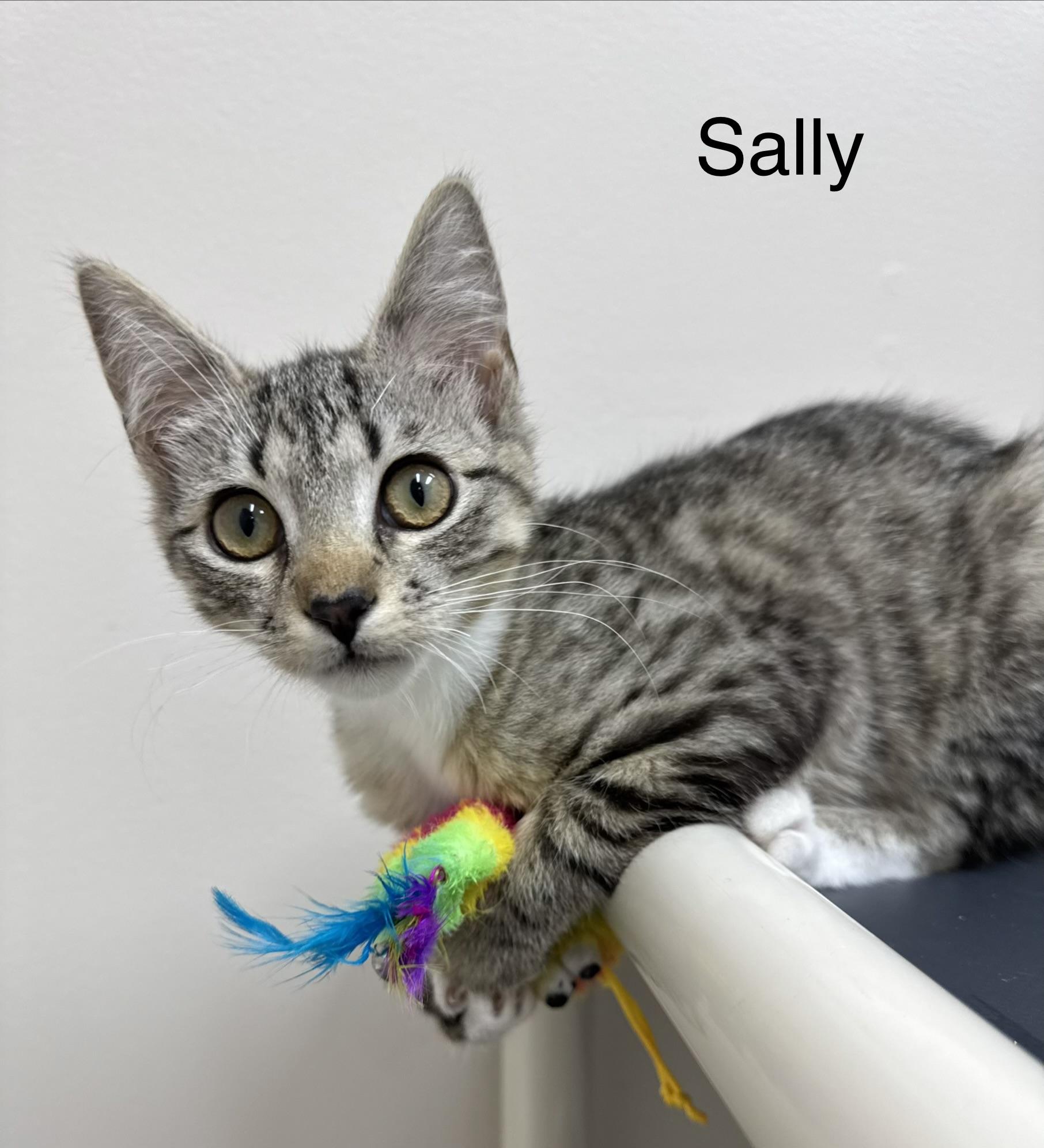 Enlarge Sally & Mater Kittens Brother & Sister Bonded Pair, a ADOPTABLE Domestic Short Hair in Monroe, NC image 2/5
