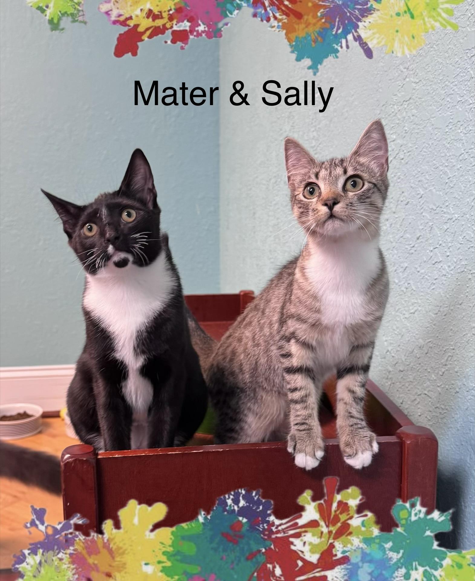 Sally & Mater Kittens Brother & Sister Bonded Pair, ADOPTABLE, Young Female Domestic Short Hair.