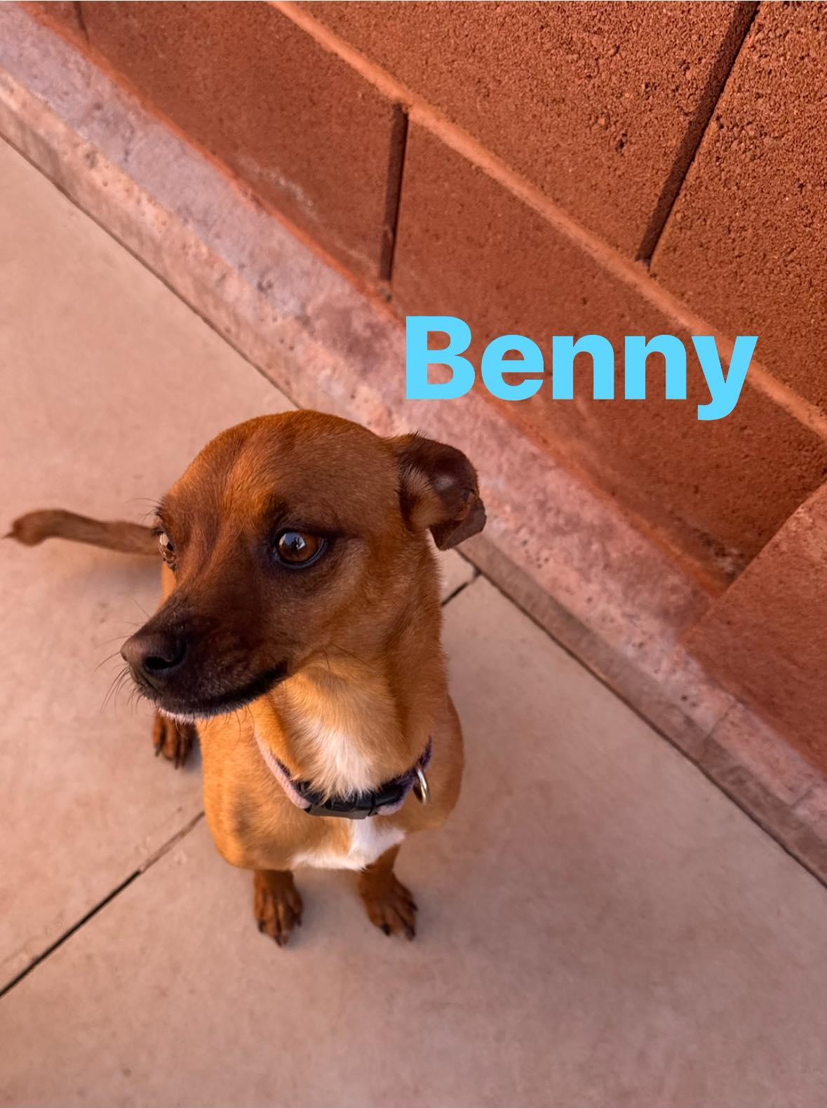 Benny , ADOPTABLE, Adult Male Chihuahua.